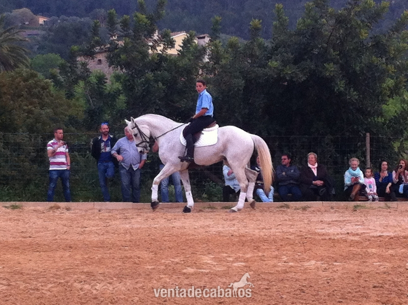 Caballo de Deporte Español (CDE)