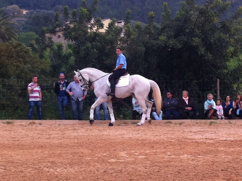 Caballo de Deporte Español (CDE)