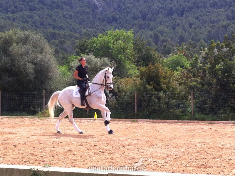 Caballo de Deporte Español (CDE) {TYPE}