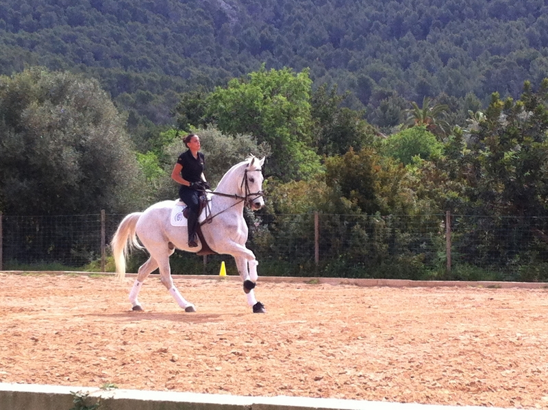Caballo de Deporte Español (CDE) {TYPE}