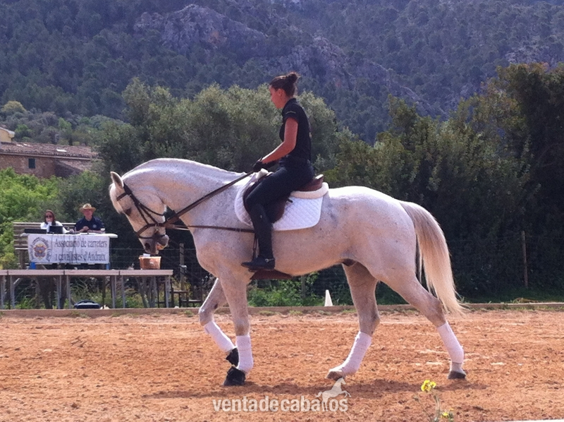 Caballos Capados Caballo de Deporte Español (CDE) - Venta de Caballo de Salto