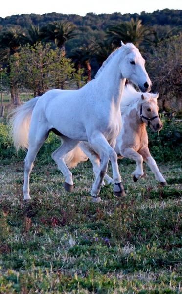 Venta de Caballo de Salto - Caballos Capados Caballo de Deporte Español (CDE)