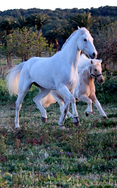 Venta de Caballo de Salto - Caballos Capados Caballo de Deporte Español (CDE)