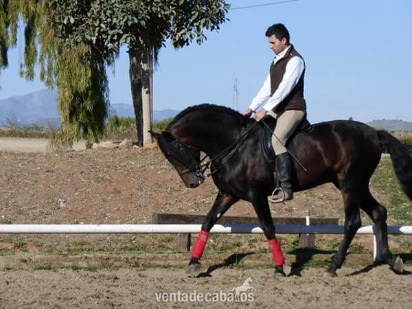 Caballo PRE 8años in 