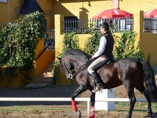 Caballos Pura Raza Española (P.R.E.) Pura Raza Española - Caballo PRE 8años