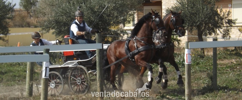 Pura Raza Española
