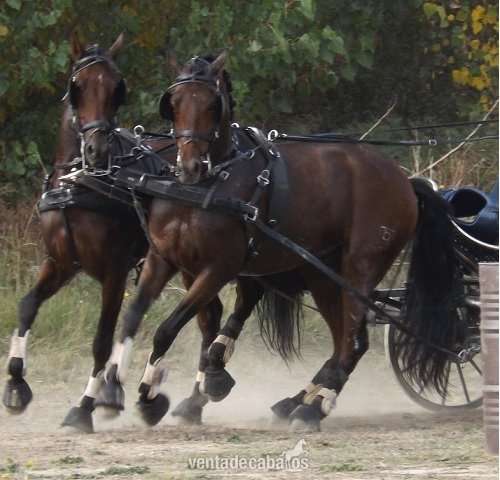 Caballos Pura Raza Española (P.R.E.) Pura Raza Española - Tronco de Españoles