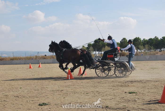 Tronco de Españoles - Caballos Pura Raza Española (P.R.E.) Pura Raza Española