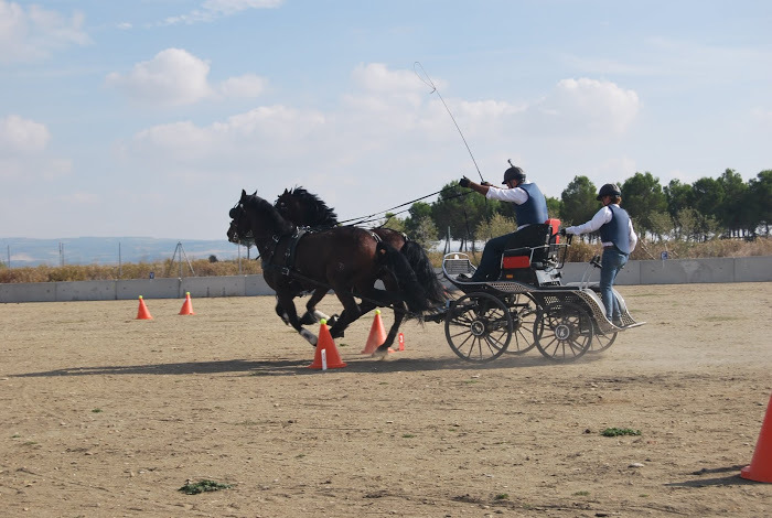 Tronco de Españoles - Caballos Pura Raza Española (P.R.E.) Pura Raza Española