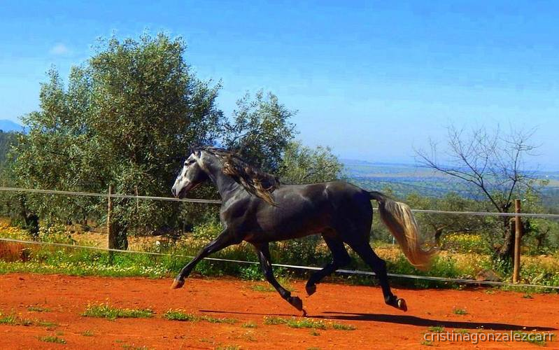  PRE LINEA NOBLEZA DEL GUADIANA