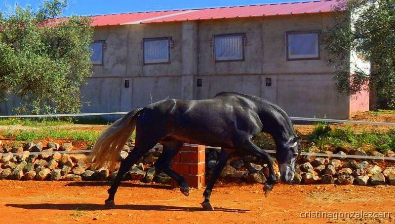 PRE LINEA NOBLEZA DEL GUADIANA - Caballos Pura Raza Española (P.R.E.) in 