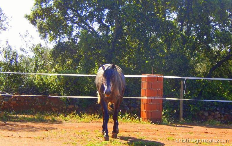 PRE LINEA NOBLEZA DEL GUADIANA - Caballos Pura Raza Española (P.R.E.)