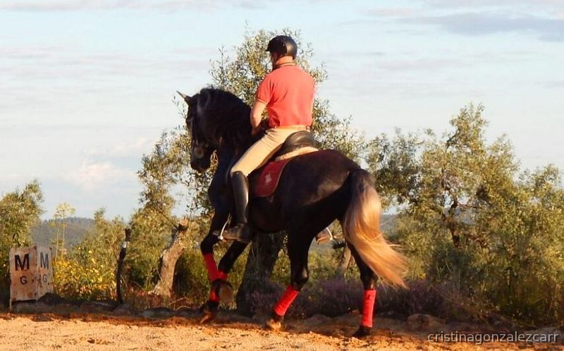 Caballos Pura Raza Española (P.R.E.) - PRE LINEA NOBLEZA DEL GUADIANA in 