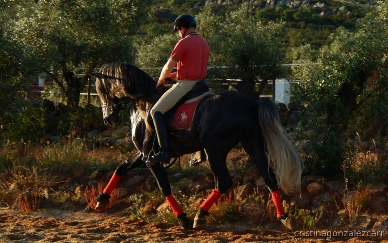 Caballos Pura Raza Española (P.R.E.) - PRE LINEA NOBLEZA DEL GUADIANA