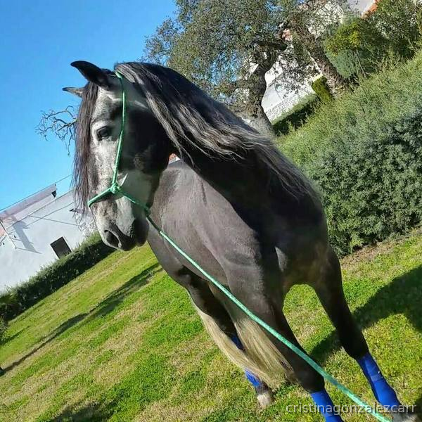 Caballos Pura Raza Española (P.R.E.) PRE - PRE LINEA NOBLEZA DEL GUADIANA