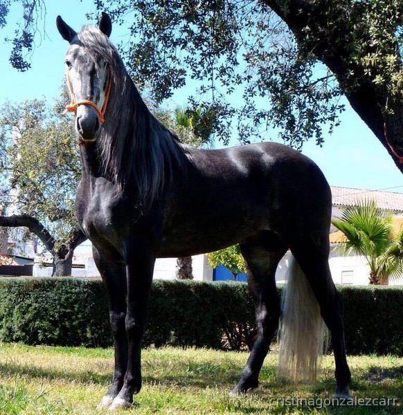 PRE LINEA NOBLEZA DEL GUADIANA - Caballos Pura Raza Española (P.R.E.) PRE