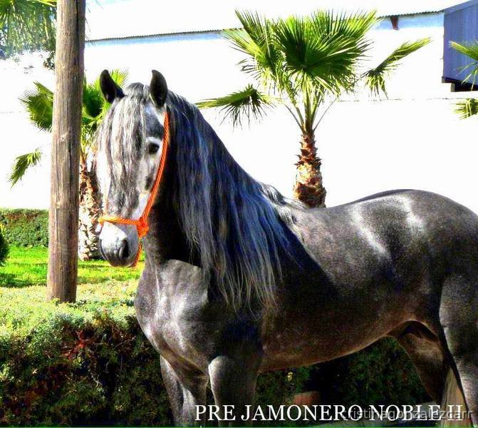 PRE LINEA NOBLEZA DEL GUADIANA - PRE