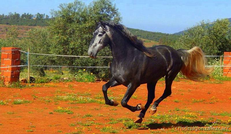 PRE LINEA NOBLEZA DEL GUADIANA - Caballos Pura Raza Española (P.R.E.)