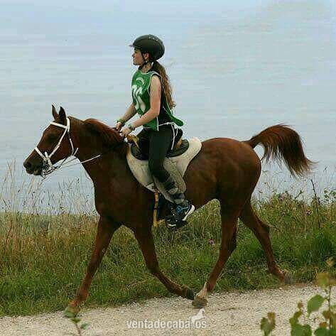 Arabe
