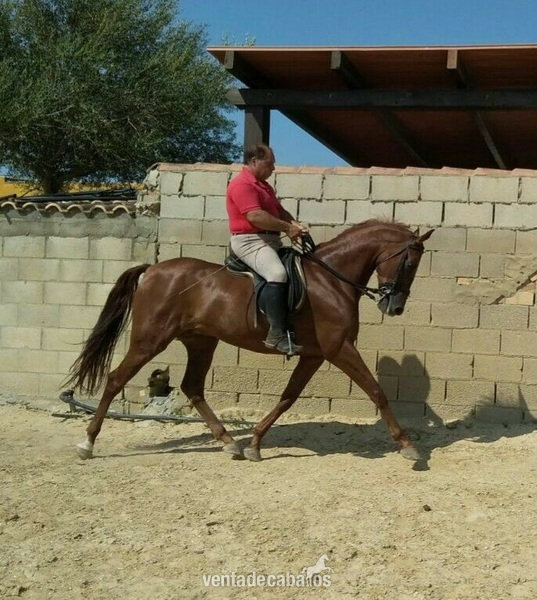 EMBAJADOR CABALLO HISPANOARABE  in 