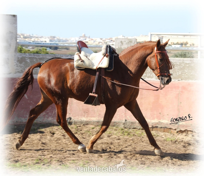 Hispano-Arabe (PASAPORTE)