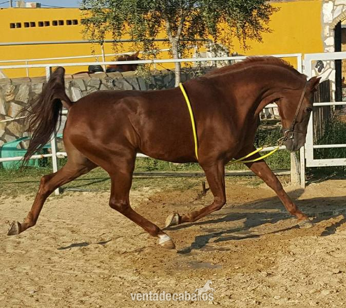 Hispano-Arabe (PASAPORTE) {TYPE}