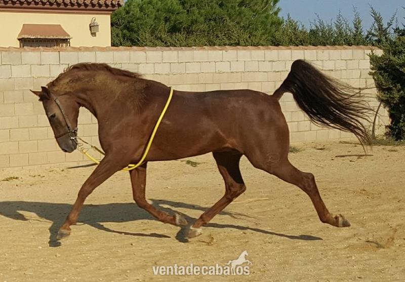 Caballo Hispano Árabe Hispano-Arabe (PASAPORTE) - EMBAJADOR CABALLO HISPANOARABE 