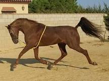 EMBAJADOR CABALLO HISPANOARABE