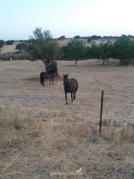 Dos Yeguas pura raza española in 
