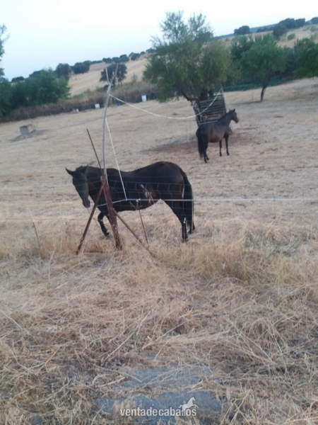 Pura Raza Española