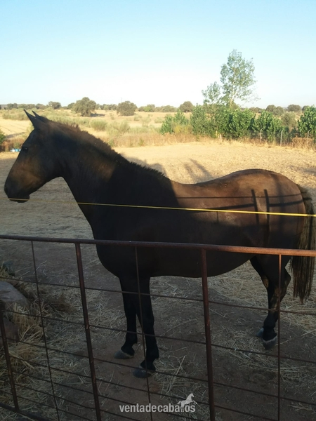 Caballos Pura Raza Española (P.R.E.) Pura Raza Española - Dos Yeguas pura raza española