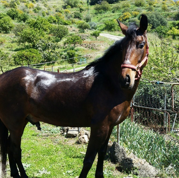 Se vende jaca  in 