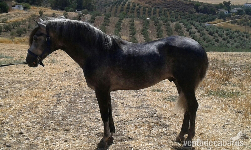 Se vende caballo pre tordo in 