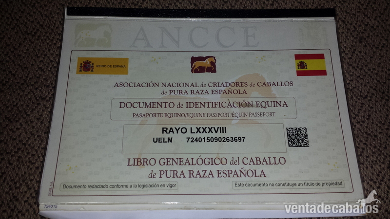 Pura Raza Española {TYPE}