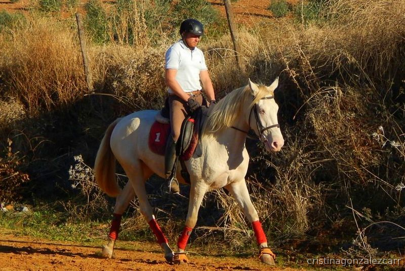 CRUCE DE LUSITANA ALBINA  