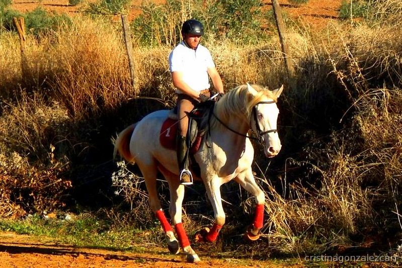 Potras Cruzado - CRUCE DE LUSITANA ALBINA 