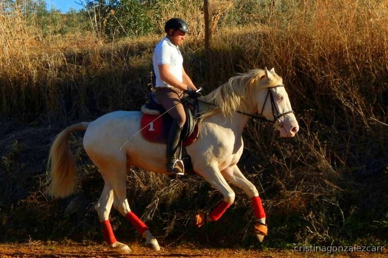 CRUCE DE LUSITANA ALBINA  - Potras Cruzado