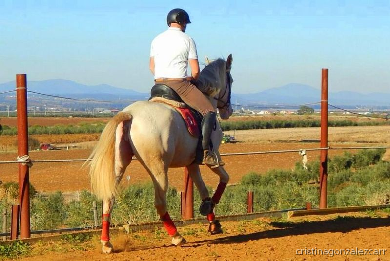 CRUCE DE LUSITANA ALBINA  - Cruzado