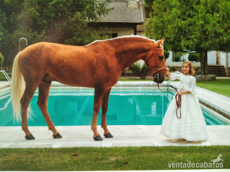 Lusitano Perla Entero in 