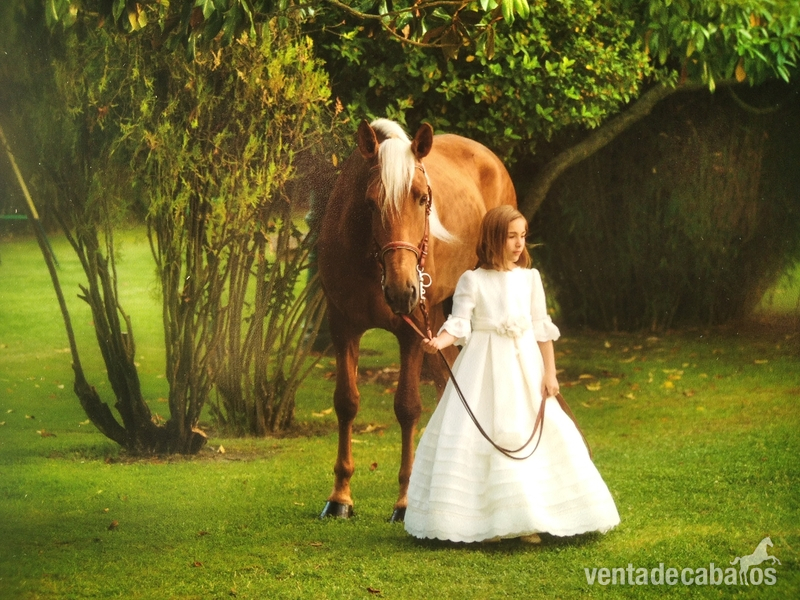 Lusitano