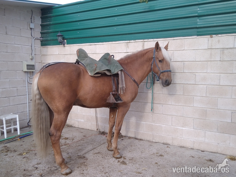 Lusitano {TYPE}