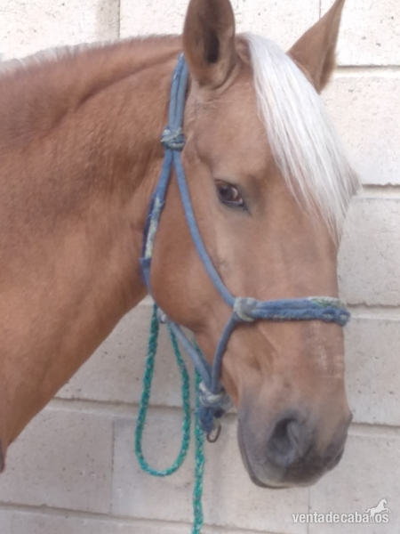 Caballos Enteros Lusitano - Lusitano Perla Entero