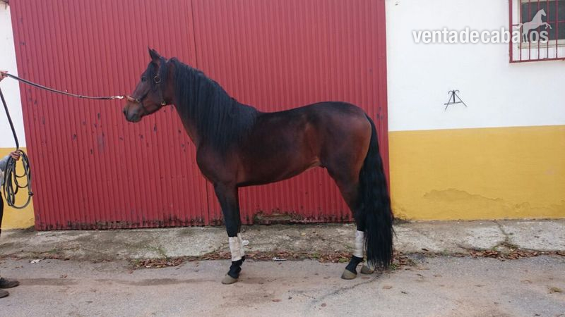 Potro P.R.E.  iniciado en doma clasica in 