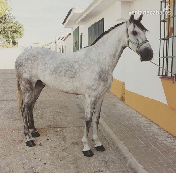 Caballo tordo 8 año bien domado y para cualquier jinete in 