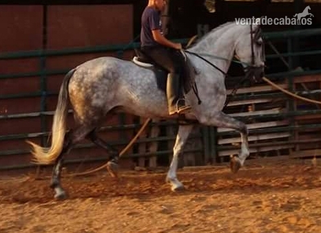 Caballos Capados Español - Caballo tordo 8 año bien domado y para cualquier jinete