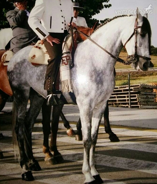 Caballo tordo 8 año bien domado y para cualquier jinete - Caballos Capados Español