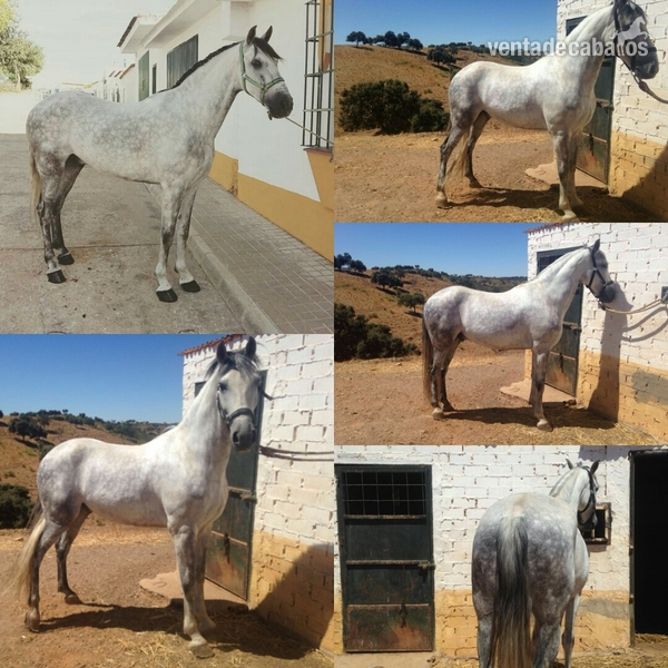 Caballo tordo 8 año bien domado y para cualquier jinete - Español
