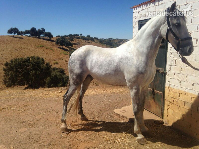 Caballo tordo 8 año bien domado y para cualquier jinete - Caballos Capados