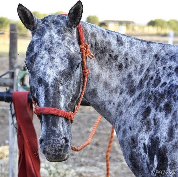 vendo yegua  appaloosa in 