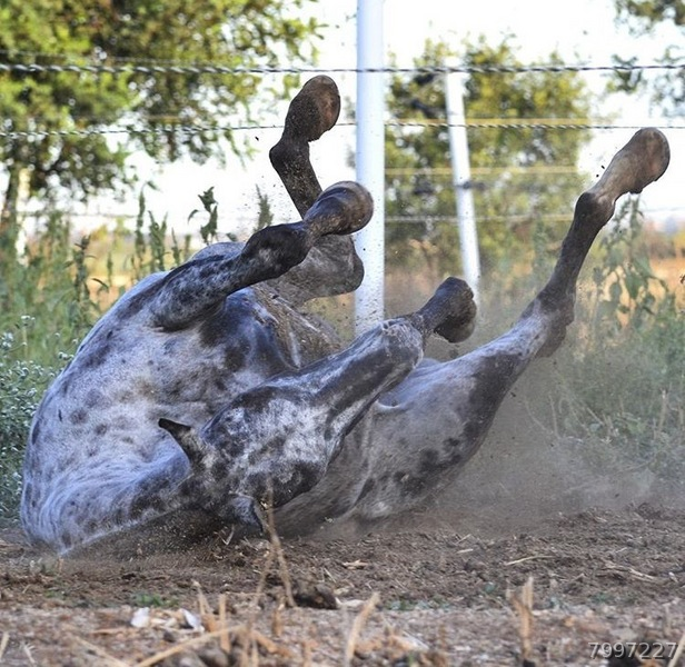 Appaloosa